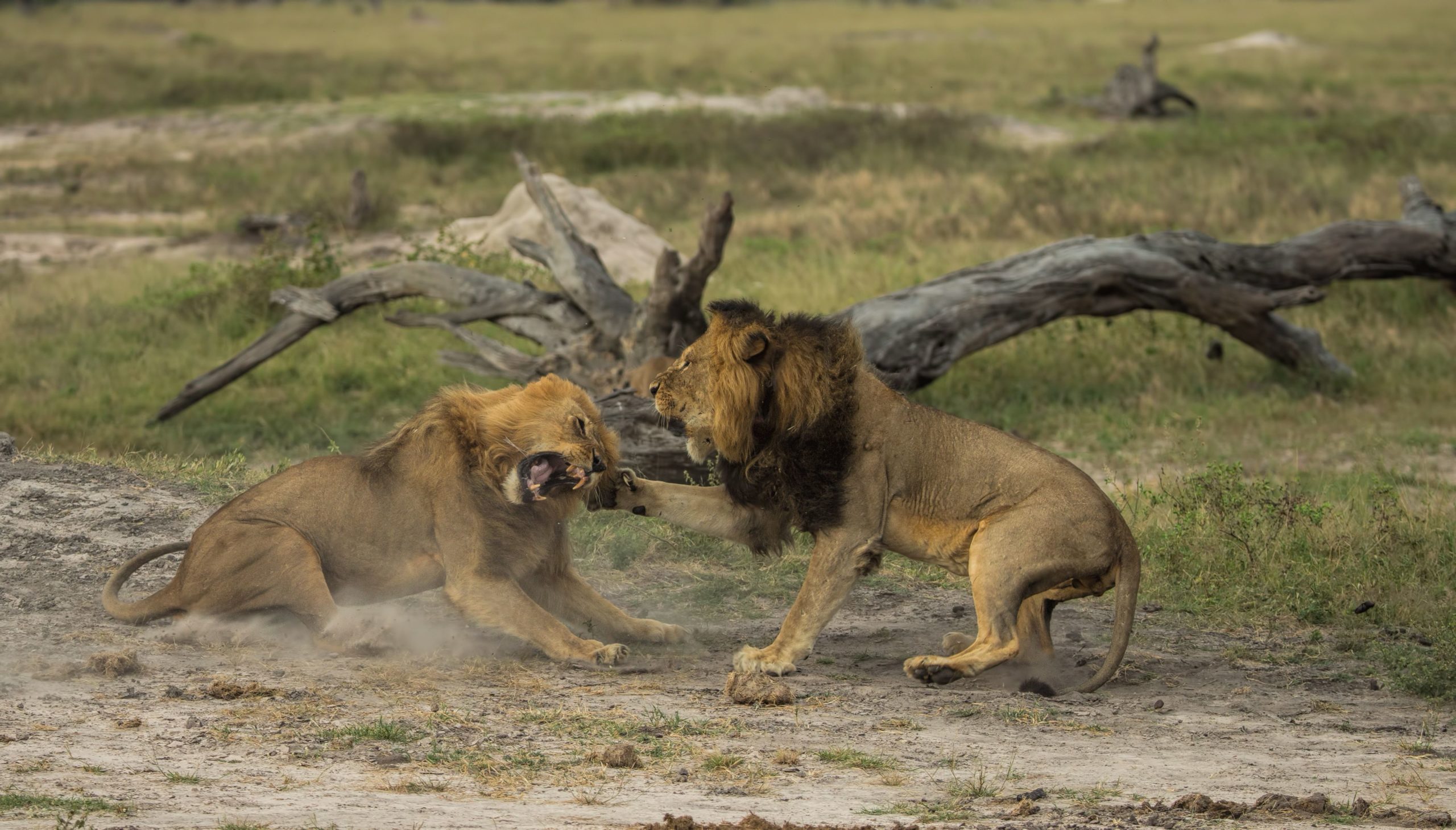 Cecil the lion fighting with another lion at the Hwange National Park, Zimbabwe, Africa - May 2014