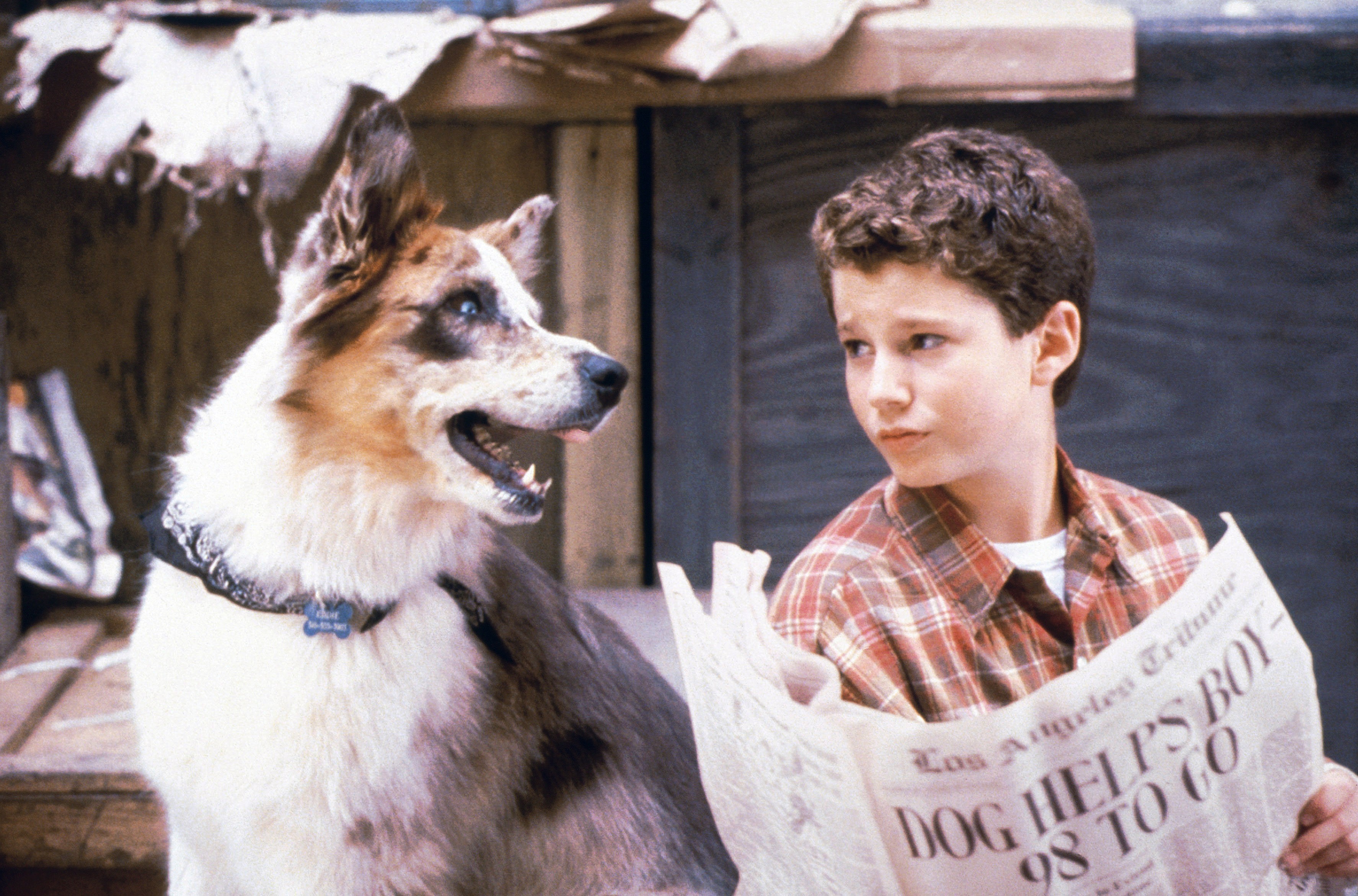 Dogs-100 Deeds for Eddie McDowd