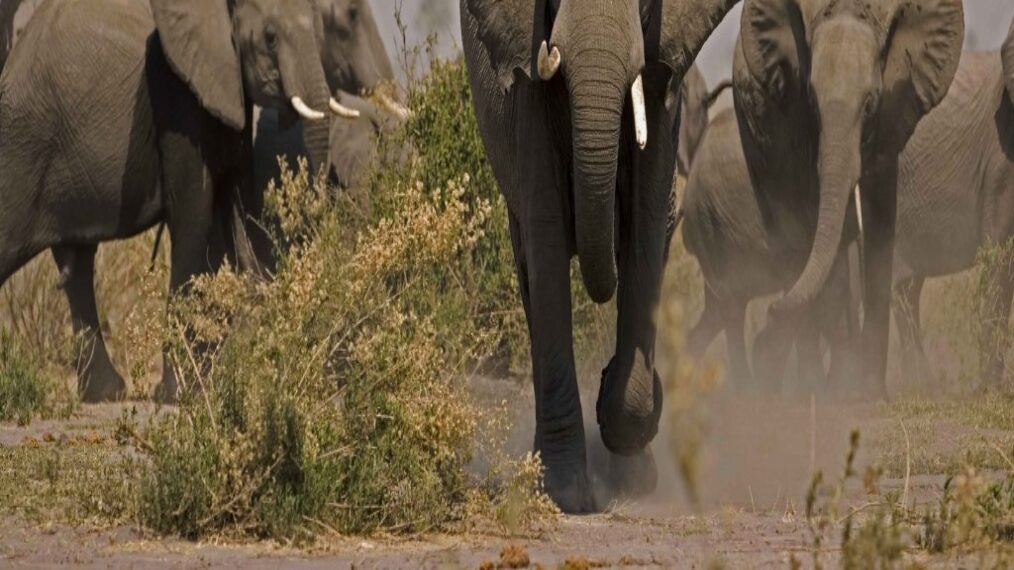Elephants (Loxondonta Africana) charging in Botswana