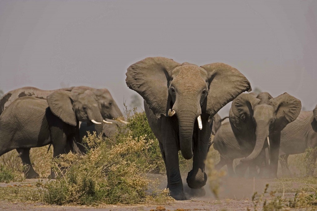 Elephants (Loxondonta Africana) charging in Botswana