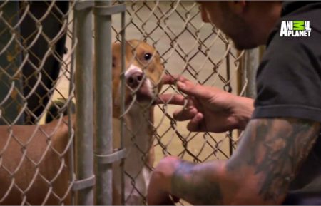 Pit Bulls and Parolees - Holiday Special - Animal Planet