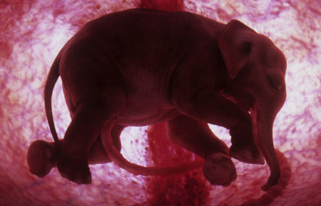 NatGeo - Elephant Foetus, 19 months. (model)