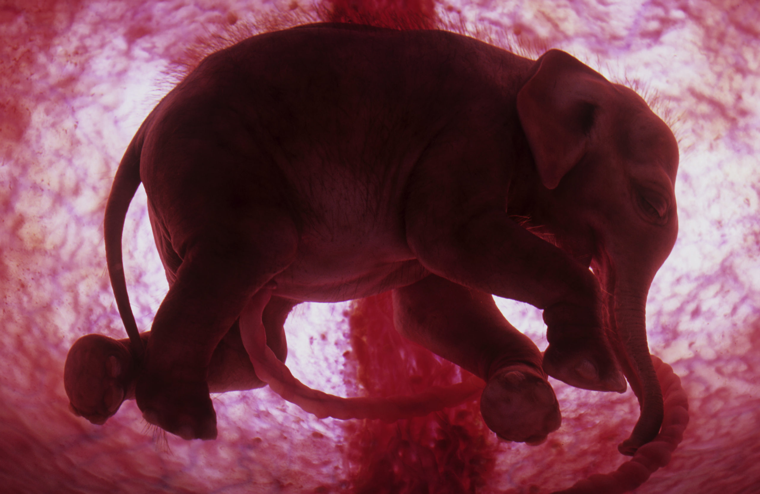 NatGeo - Elephant Foetus, 19 months. (model)