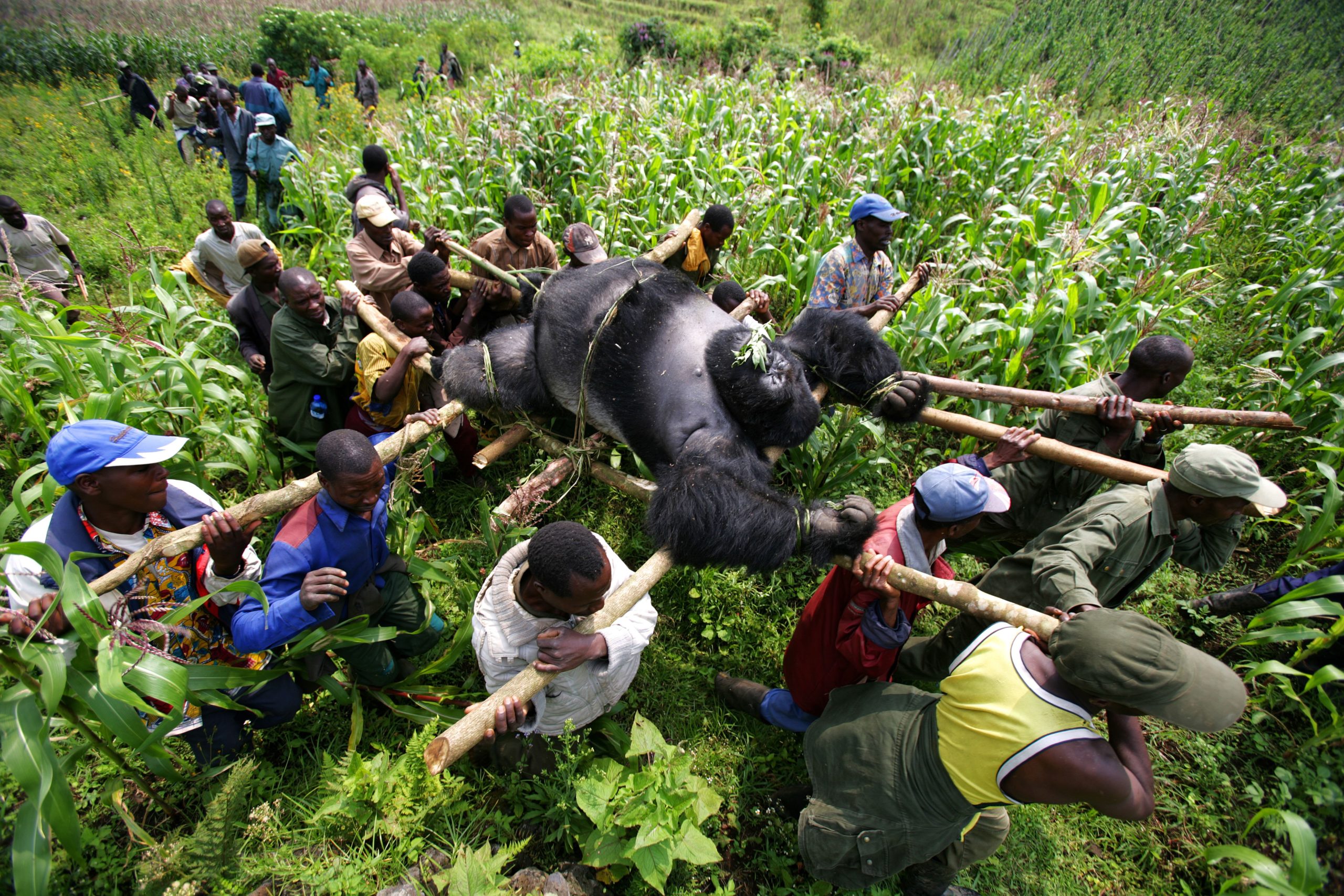 NatGeo - Gorillas New Threat of Extinction