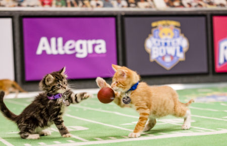 Kitten Bowl III Final Photo Assets