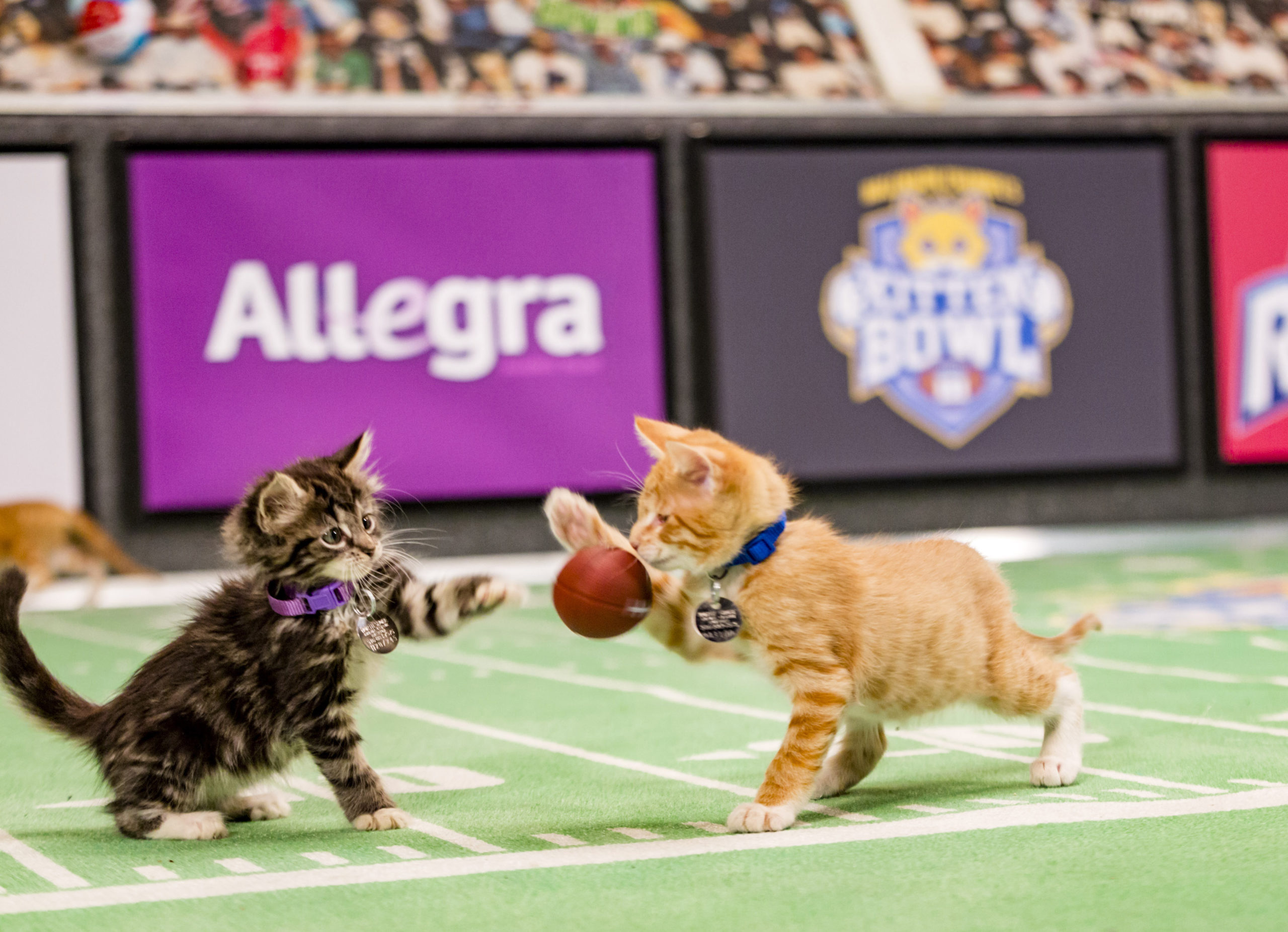 Kitten Bowl III Final Photo Assets