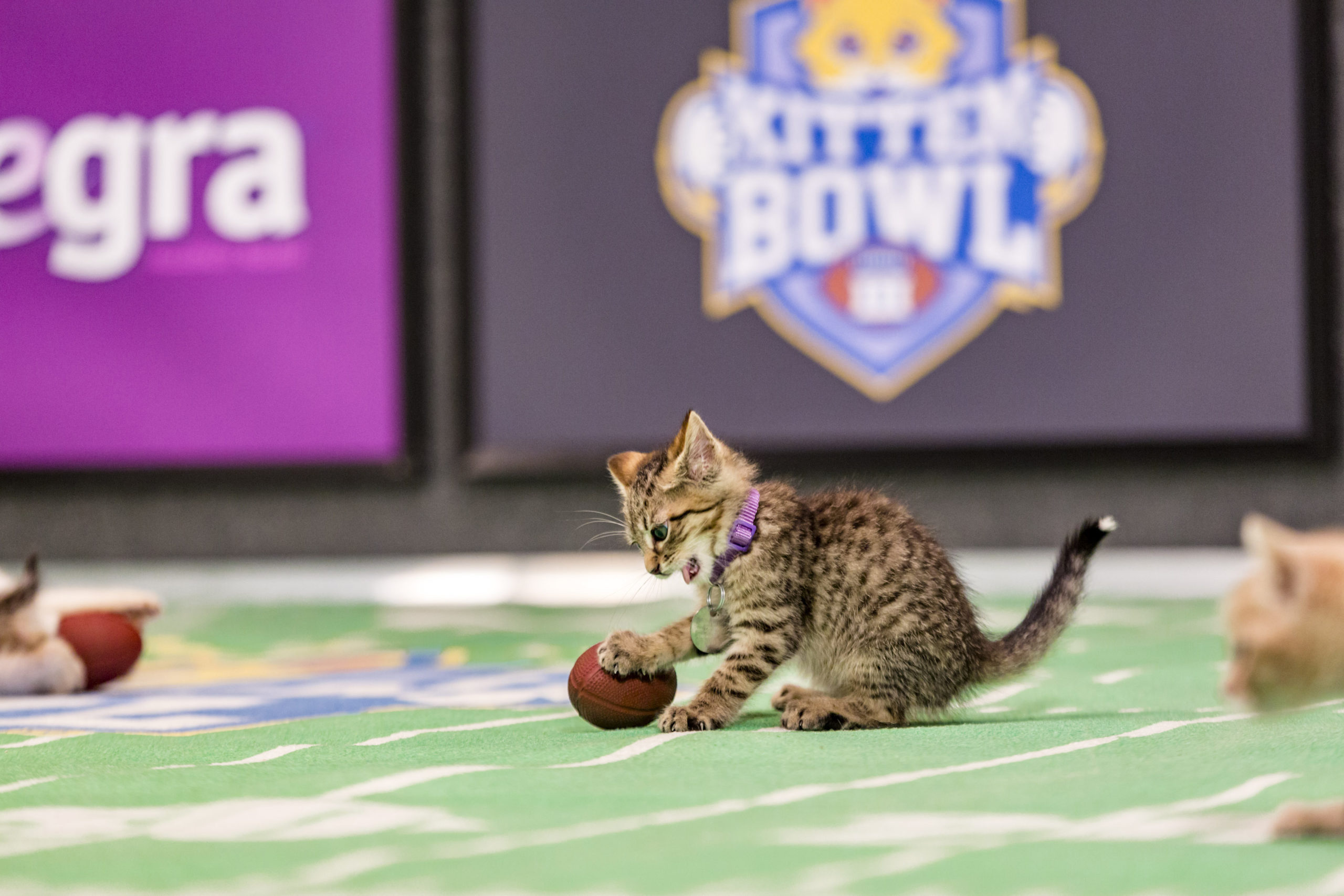Kitten Bowl III Final Photo Assets