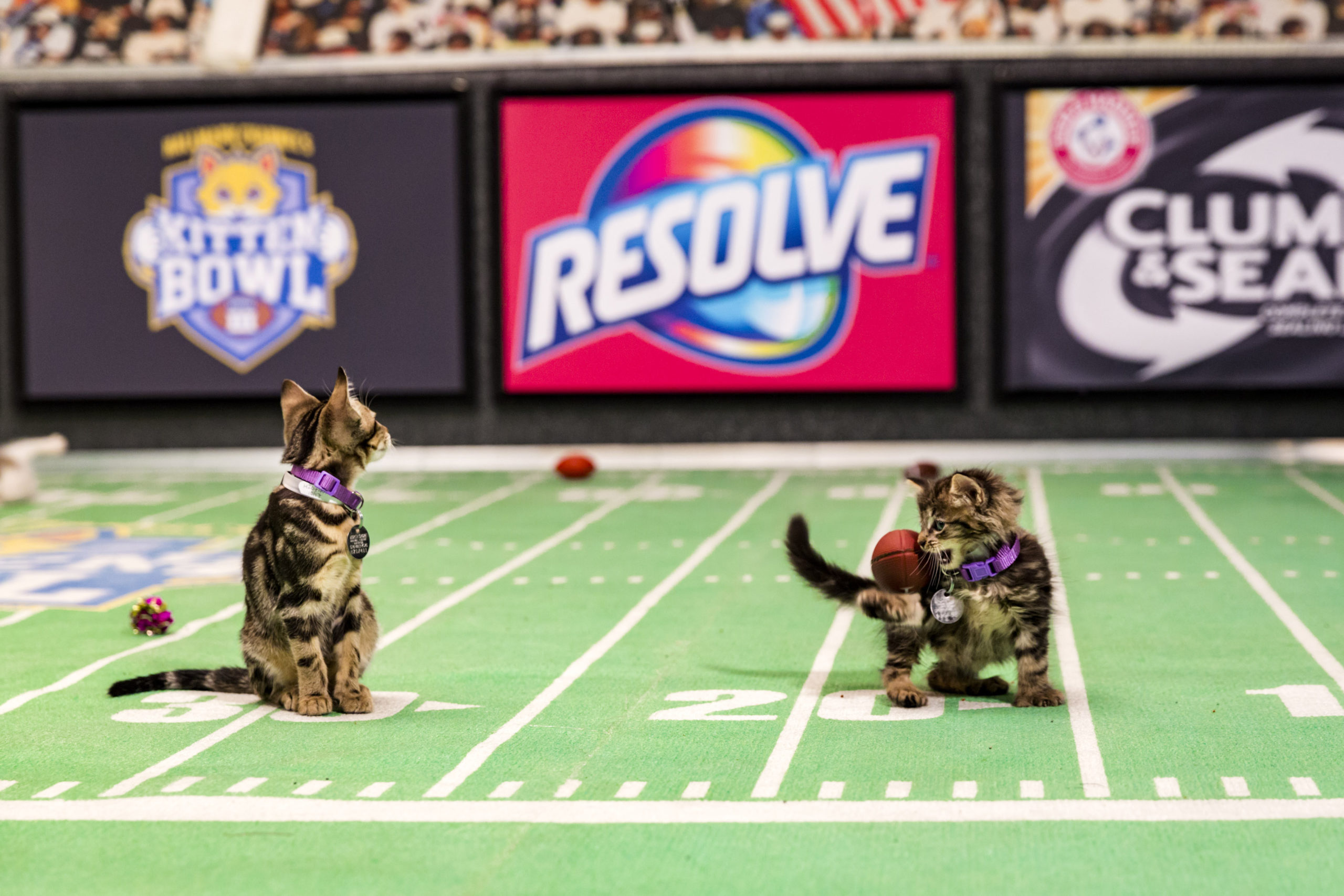 Kitten Bowl III Final Photo Assets