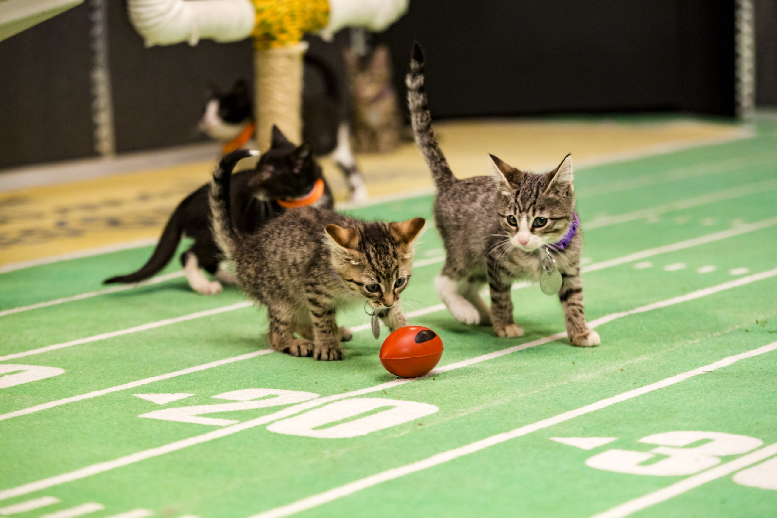 Kitten Bowl III Final Photo Assets