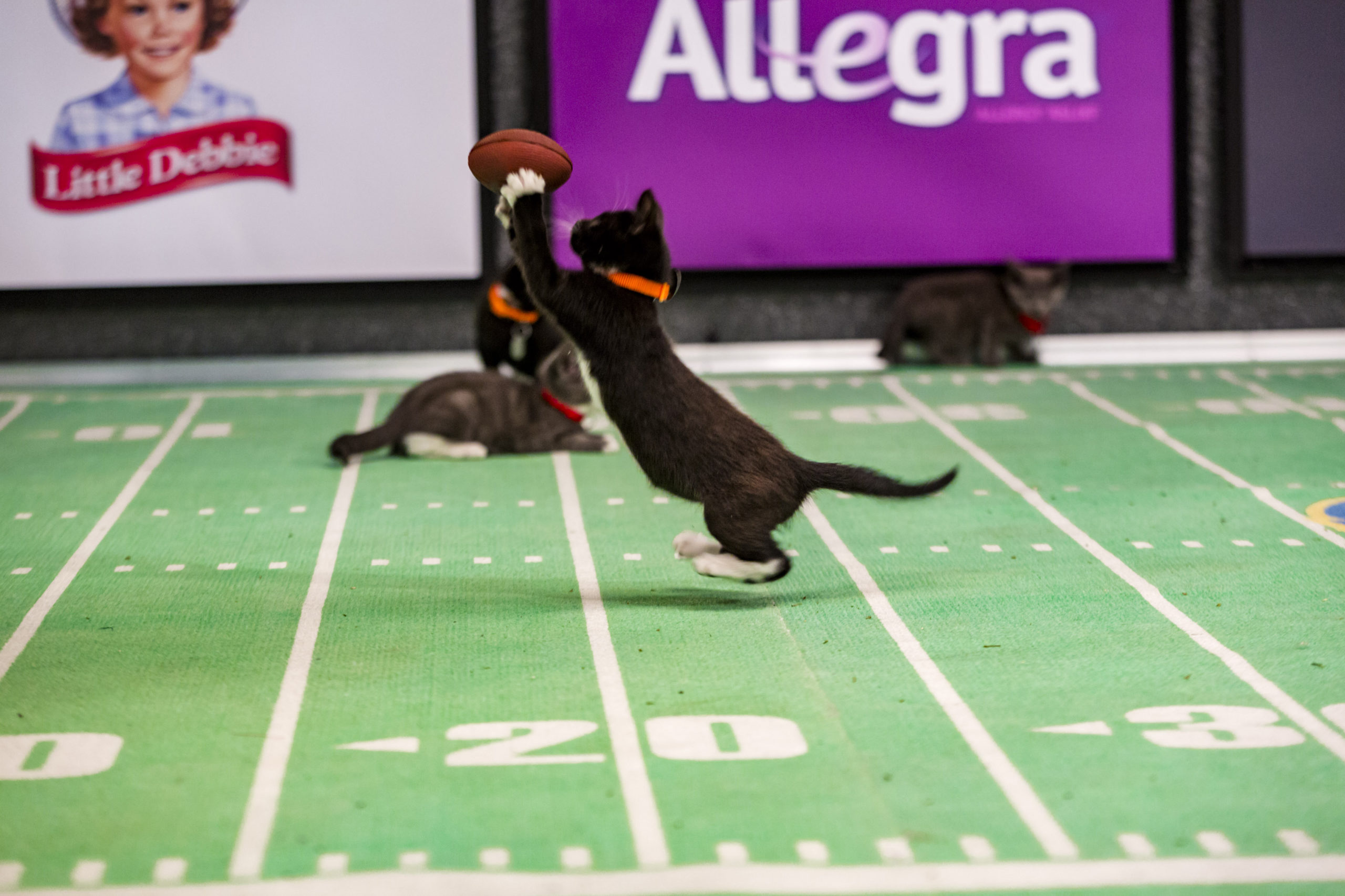 Kitten Bowl III Final Photo Assets