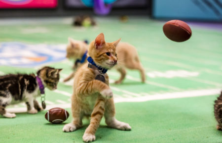 Kitten Bowl III Final Photo Assets