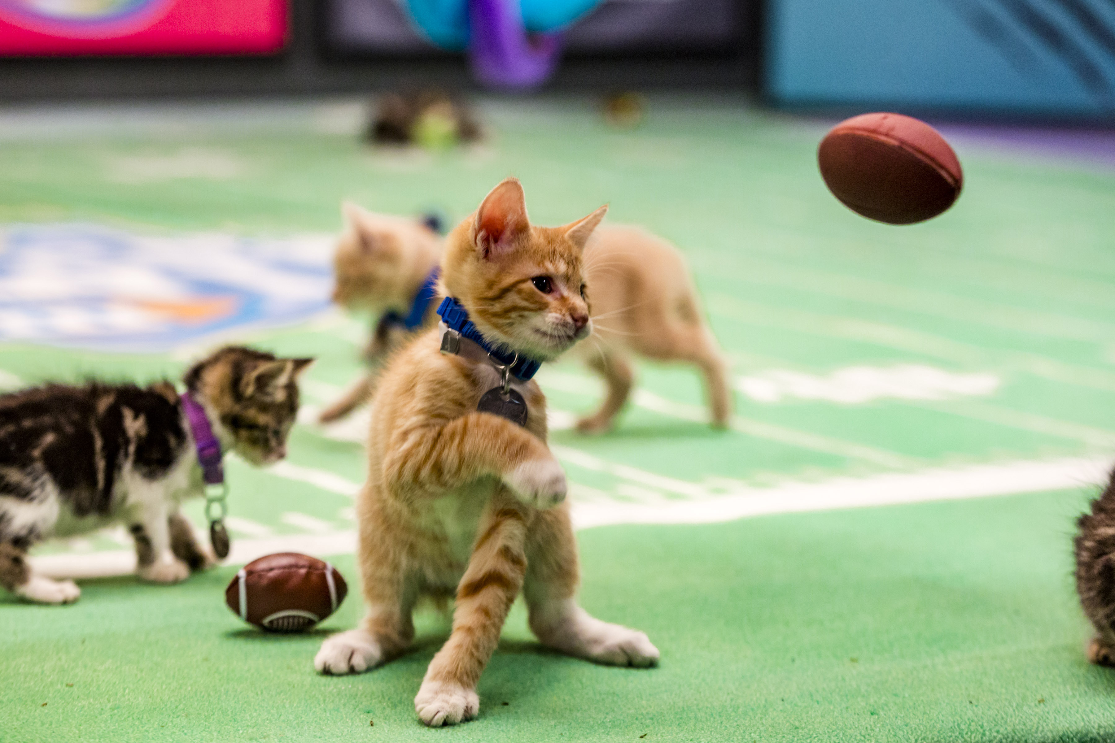 Cute Cat And Puppy World Telegraph