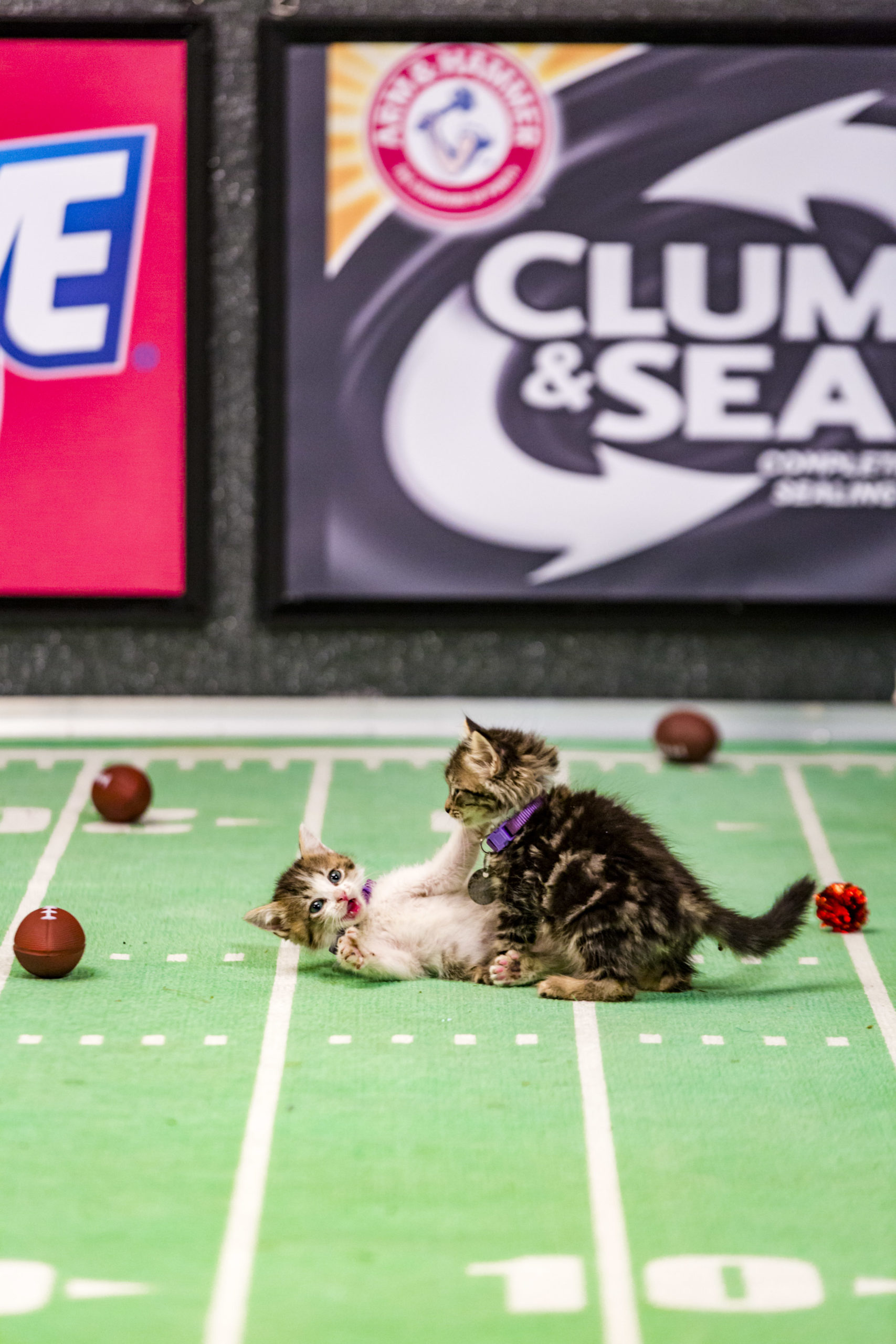 Kitten Bowl III Final Photo Assets