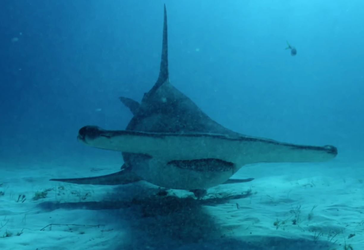 hammerhead