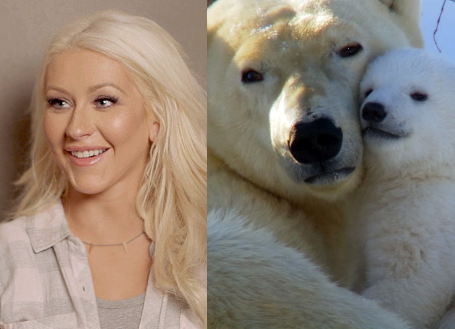 hello-world-aguilera-polar-bears2