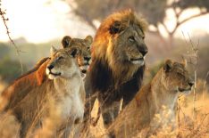 Savage Kingdom: On Safari With the Wild New Docu-Series