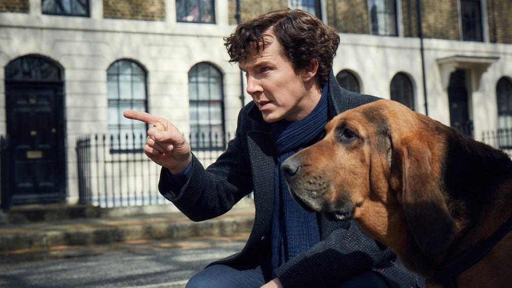 Sherlock - Benedict Cumberbatch with bloodhound