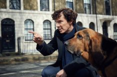 Sherlock - Benedict Cumberbatch with bloodhound