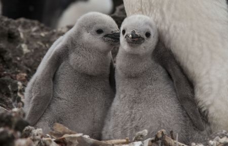 Planet earth II, penguins, highlights, bbc america