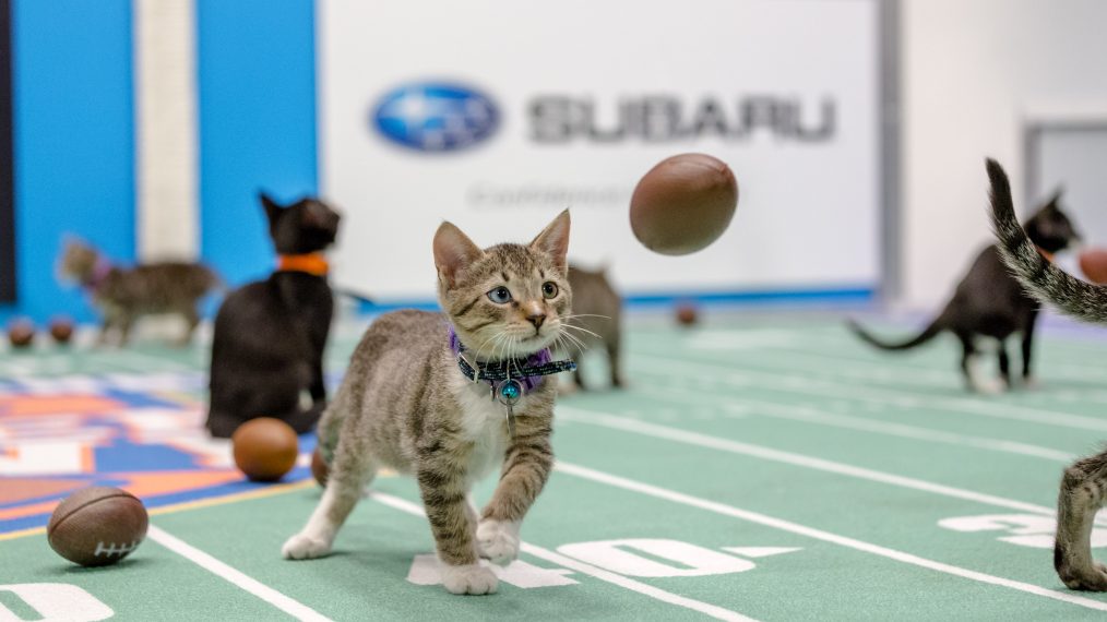 Kitten Bowl IV Final Photo Assets