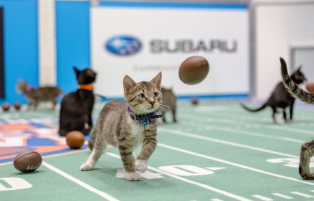 Kitten Bowl IV Final Photo Assets