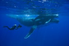 A Look Back: 5 Stunning Shots While Filming the Original 'Planet Earth'