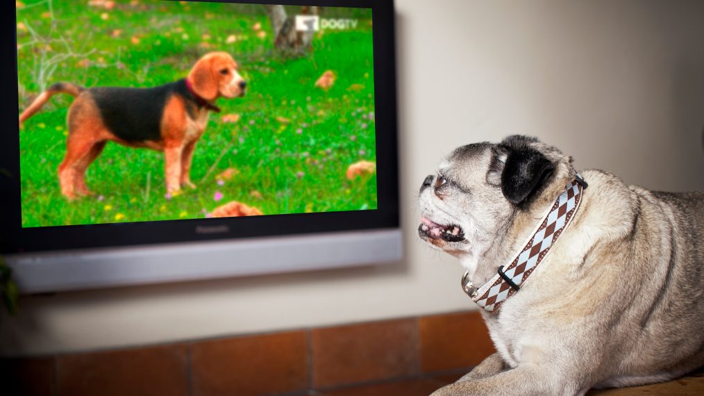 DOGTV