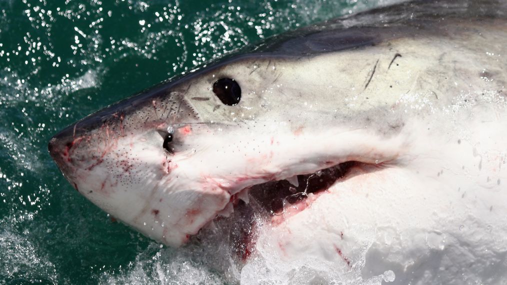 Cage Diving With Great White Sharks In South Africa