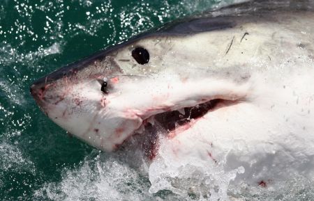 Cage Diving With Great White Sharks In South Africa