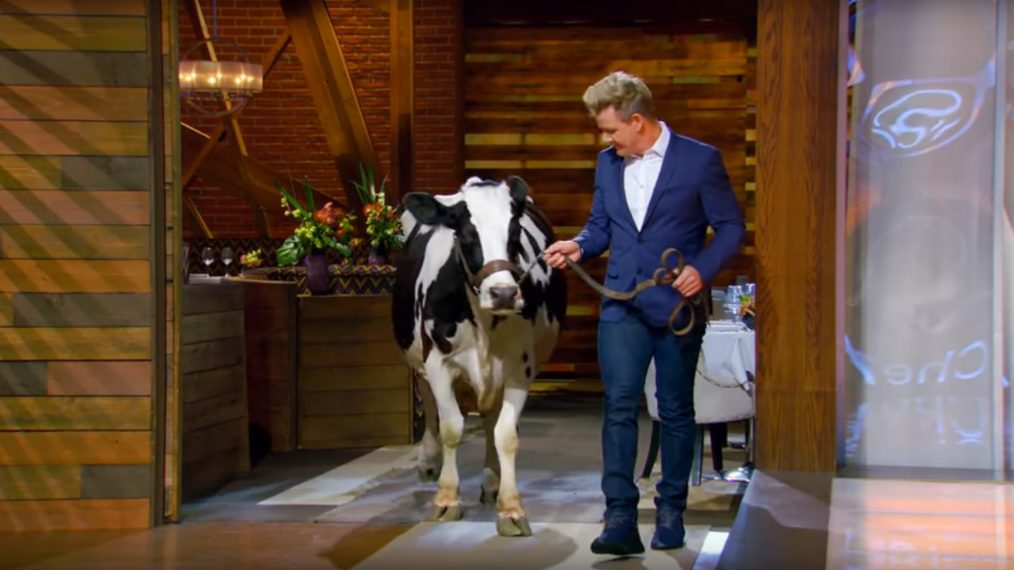 Gordon Ramsay gets a little help introducing the mystery box challenge from a beautiful bovine - Masterchef