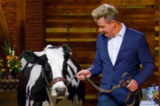 Gordon Ramsay gets a little help introducing the mystery box challenge from a beautiful bovine - Masterchef