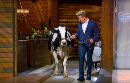 Gordon Ramsay gets a little help introducing the mystery box challenge from a beautiful bovine - Masterchef