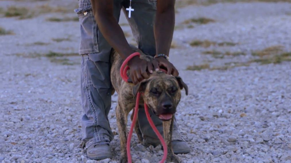 Pit Bulls and Parolees' shines light on dogs in New Orleans