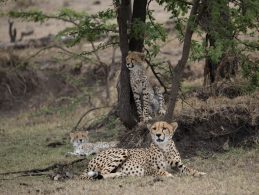Man Among Cheetahs Naborr