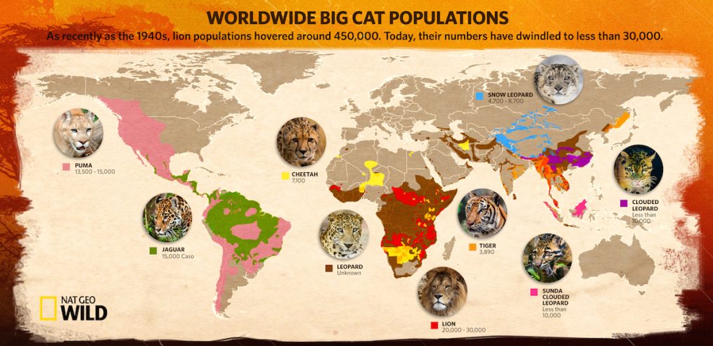 Nat Geo Wild Big Cat Week