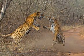 Worlds Most Famous Tiger Machli