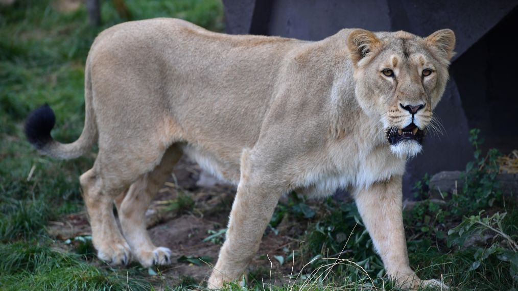 Breakfast Time For The Lions At ZSL London Zoo On World Lion Day