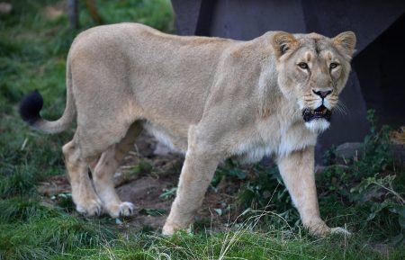 Breakfast Time For The Lions At ZSL London Zoo On World Lion Day