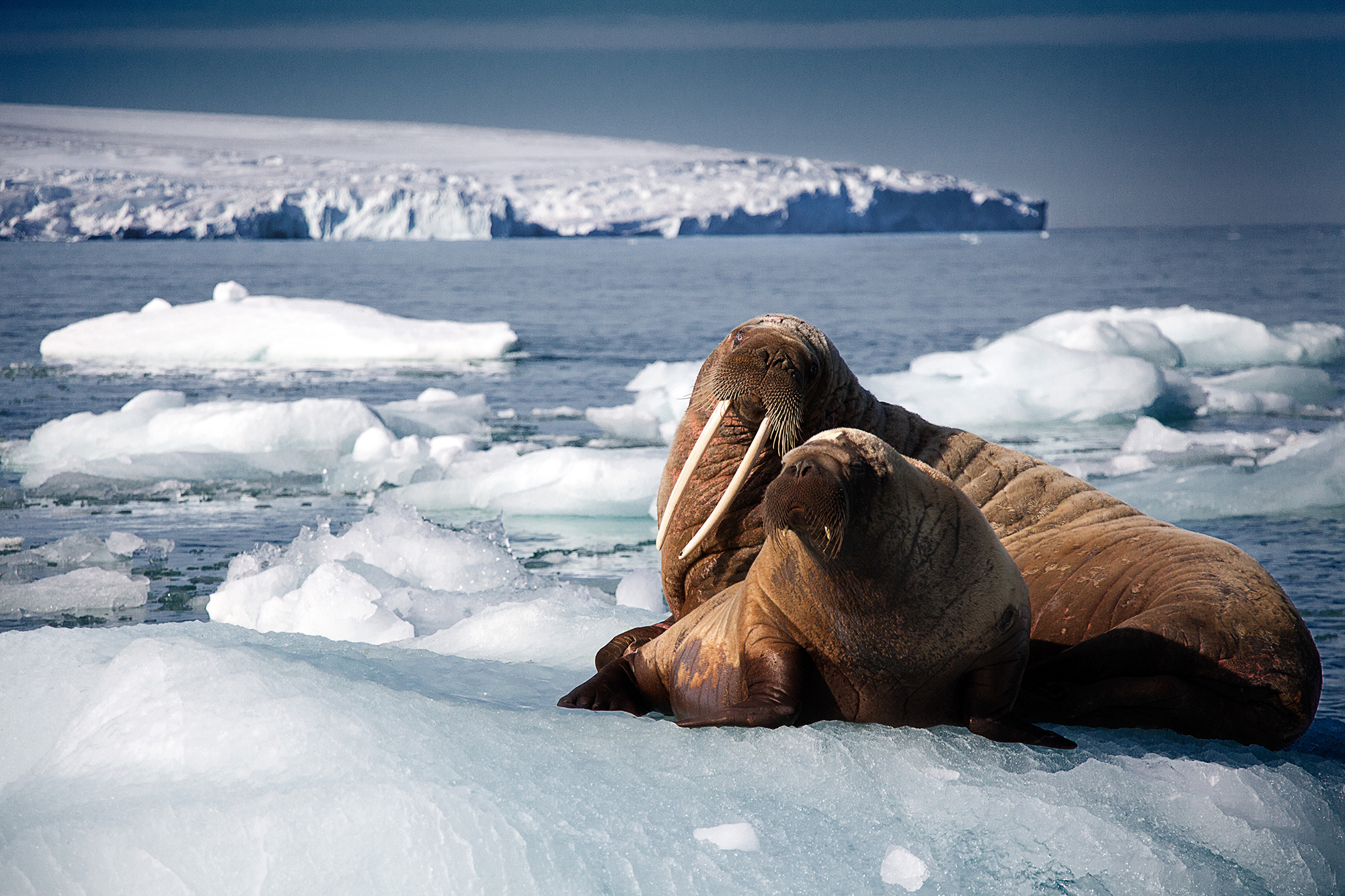 blue planet safari