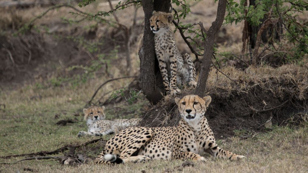 MAN AMONG CHEETAHS