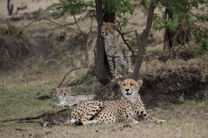 'Man Among Cheetahs': Filmmaker Bob Poole Tracks a Cheetah Family Through Kenya