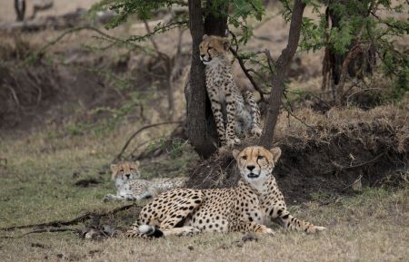 MAN AMONG CHEETAHS