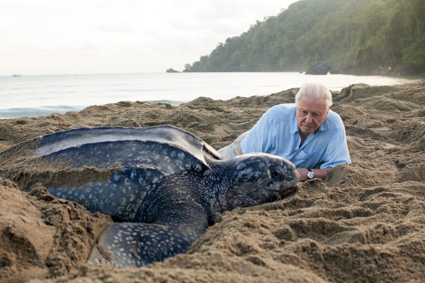 Blue Planet, travel, turtle, Sir David Attenborough