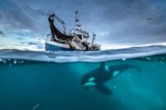 'Planet Earth: Blue Planet II': Behind the Scenes of the Stunning Nature Series