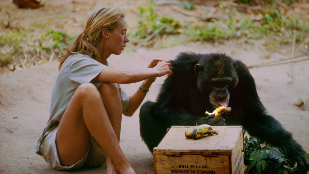 Jane Goodall shares a moment with a chimp