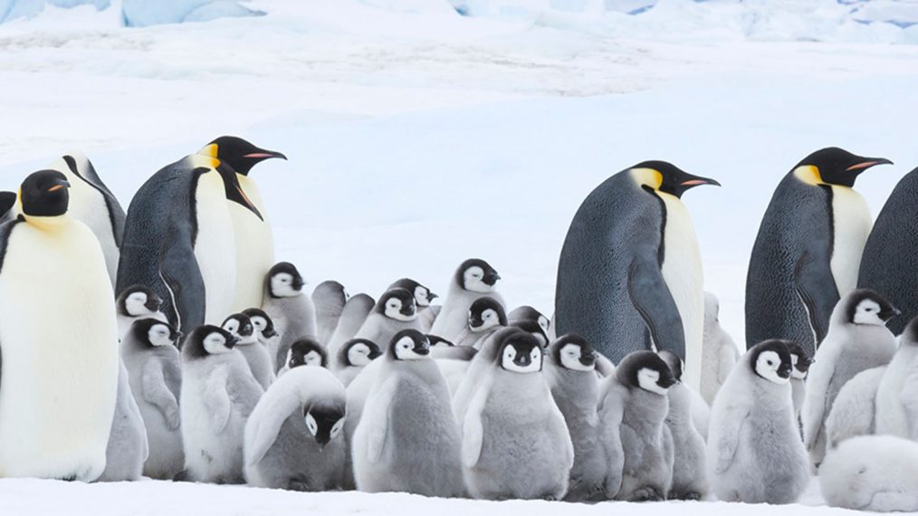 March of the Penguins 2: The Next Step