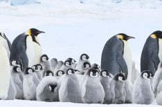 13 Amazing (and Adorable) Photos From Hulu's 'March of the Penguins 2: The Next Step'