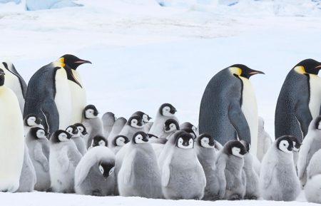 March of the Penguins 2: The Next Step