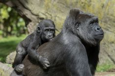 'The Zoo' Explores the Inner Workings of New York's Bronx Zoo