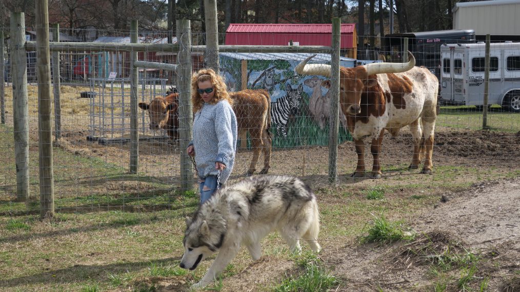 Axel Rose - Gray Wolf _ Malimute Hybrid